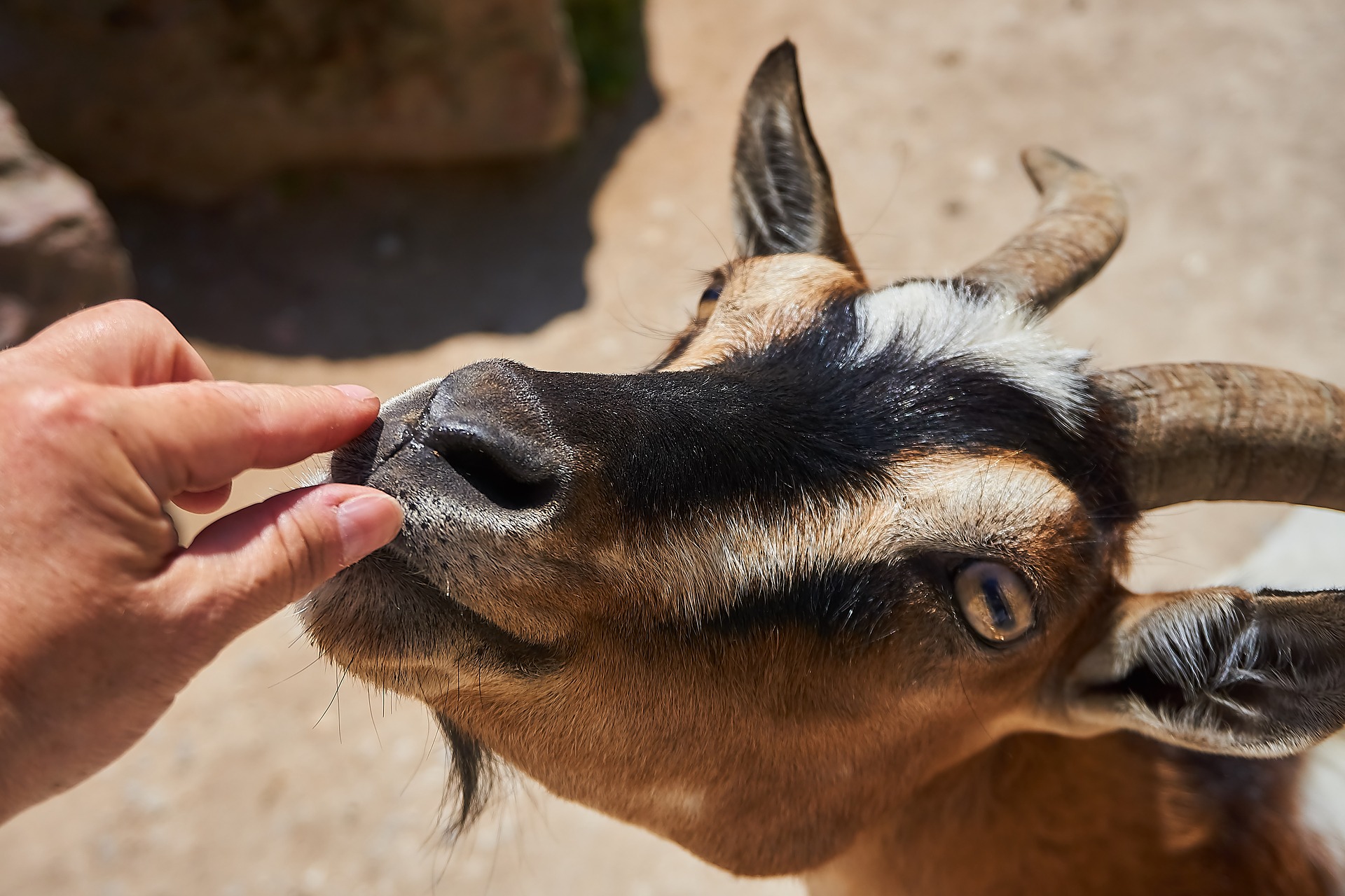 Goat Petting Zoo