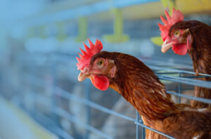 Featured image for “Managing exposure to bird flu”